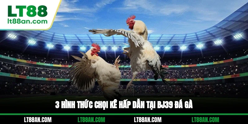 3 hình thức chọi kê hấp dẫn tại BJ39 đá gà