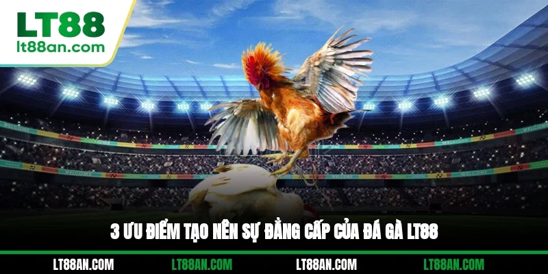 3 ưu điểm tạo nên sự đẳng cấp của đá gà LT88