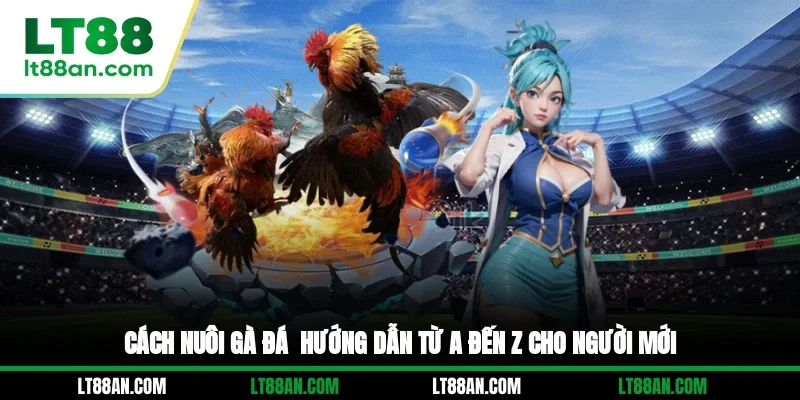 Cách Nuôi Gà Đá - Hướng Dẫn Từ A Đến Z Cho Người Mới