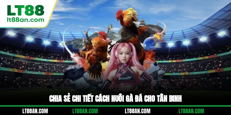 Chia sẻ chi tiết cách nuôi gà đá cho tân binh