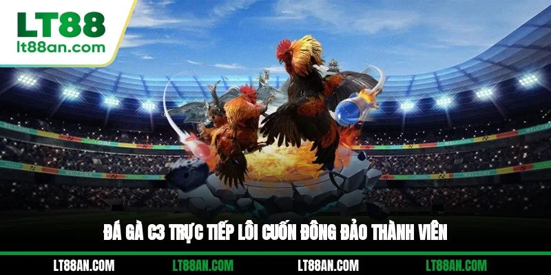 Đá gà C3 trực tiếp lôi cuốn đông đảo thành viên