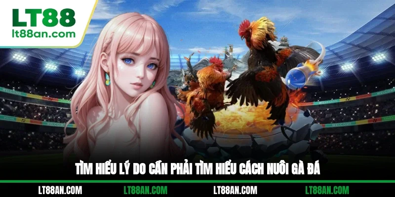 Tìm hiểu lý do cần phải tìm hiểu cách nuôi gà đá